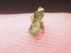 Spruceanthus polymorphus