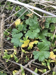 Geranium traversii