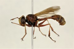 Physocephala marginata