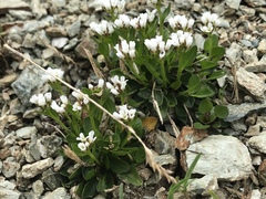 Cardamine bellidifolia alpina