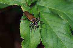 Lycocerus suturellus