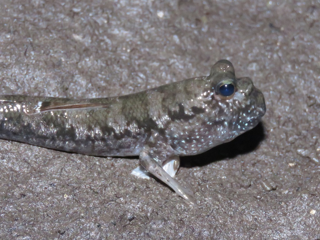 Malacca mudskipper (Periophthalmus malaccensis) — Gobiidae