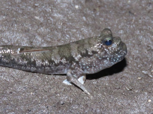 Malacca mudskipper (Periophthalmus malaccensis) — Gobiidae