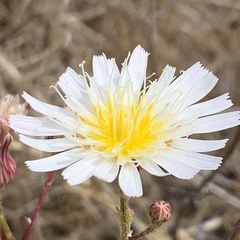 Malacothrix saxatilis implicata