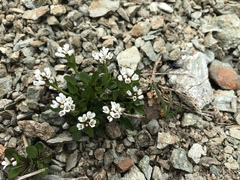 Cardamine bellidifolia alpina