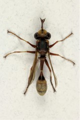 Physocephala marginata