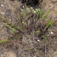 Malacothrix saxatilis implicata