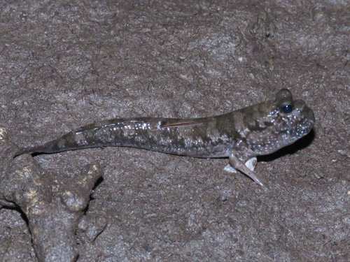 Malacca mudskipper (Periophthalmus malaccensis) — Gobiidae — 2