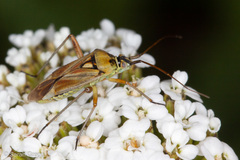 Calocoris roseomaculatus angularis