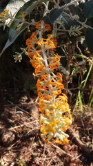 Buddleja madagascariensis