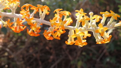 Buddleja madagascariensis