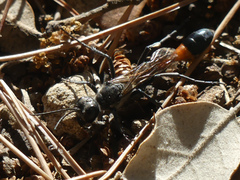 Ammophila sabulosa