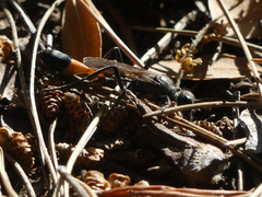 Ammophila sabulosa