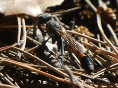 Ammophila sabulosa