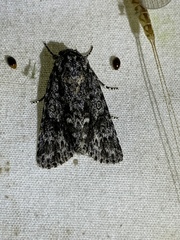 Acronicta impressa