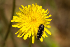 Acmaeodera connexa