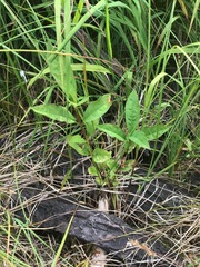 Lysimachia vulgaris