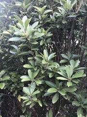 Melicytus chathamicus