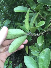Melicytus chathamicus