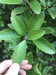 Melicytus chathamicus