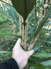 Pseudopanax chathamicus