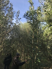 Pseudopanax chathamicus