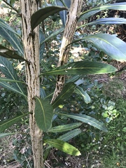 Pseudopanax chathamicus
