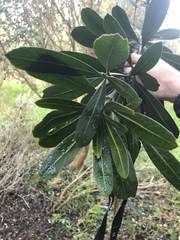 Pseudopanax chathamicus