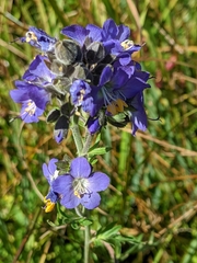 Polemonium occidentale occidentale