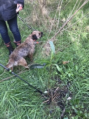 Pseudopanax chathamicus
