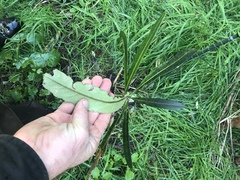 Pseudopanax chathamicus