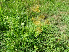 Cyperus