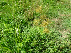 Cyperus