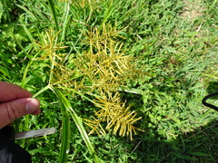 Cyperus