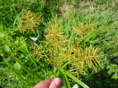 Cyperus