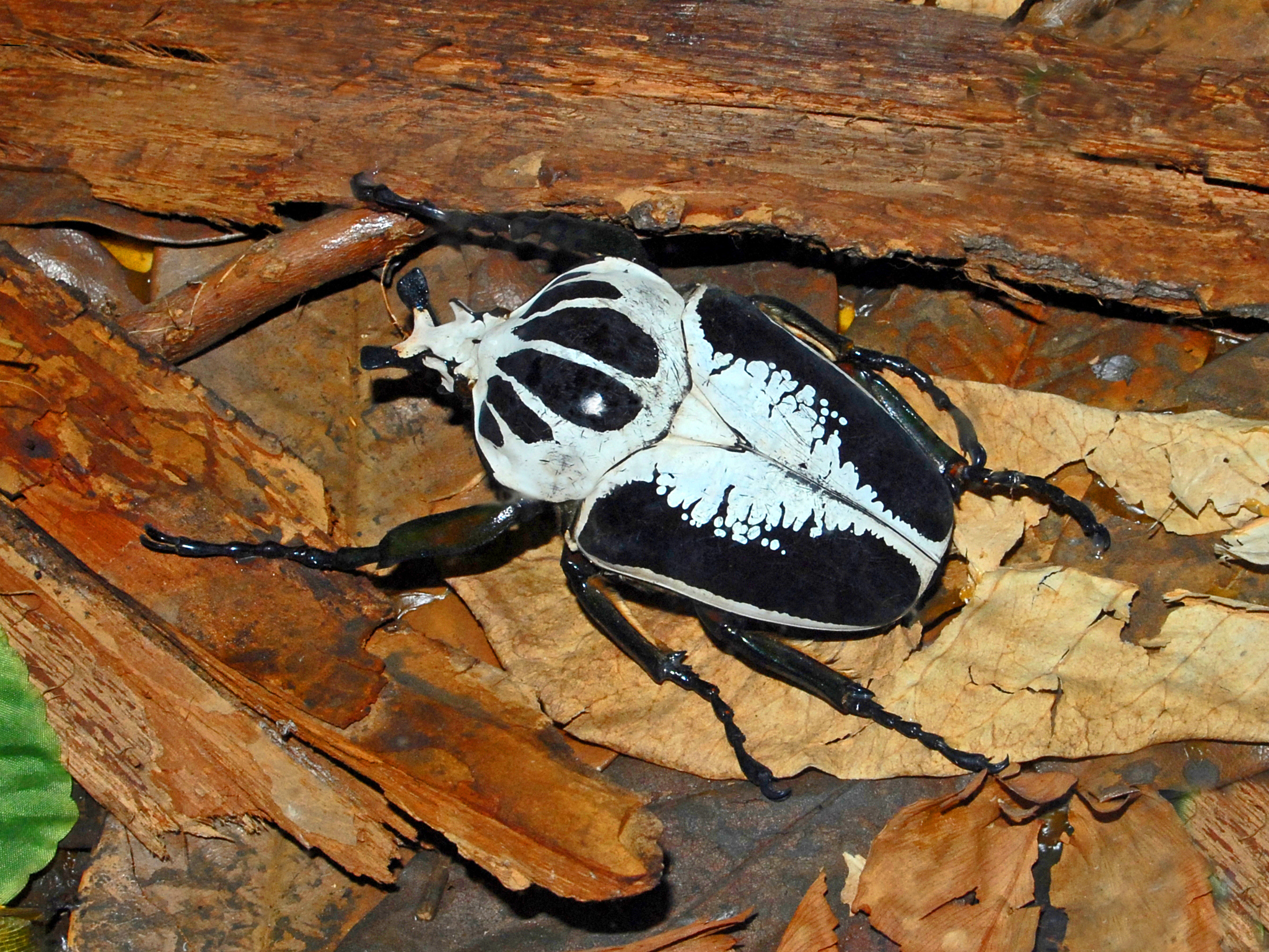 標本 Ivorycost Goliathus regius 89mm 標本 Ivorycost Goliathus regius 89mm Ivorycost Goliathus regius