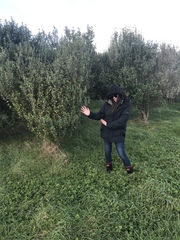 Olearia traversiorum