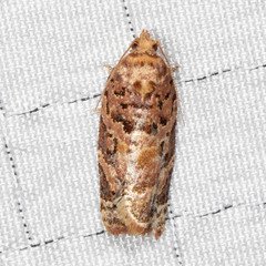 Argyrotaenia tabulana