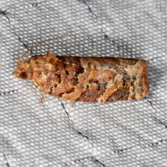 Argyrotaenia tabulana