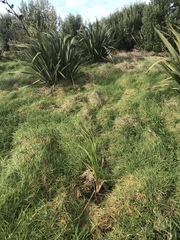 Toetoe (Austroderia turbaria)