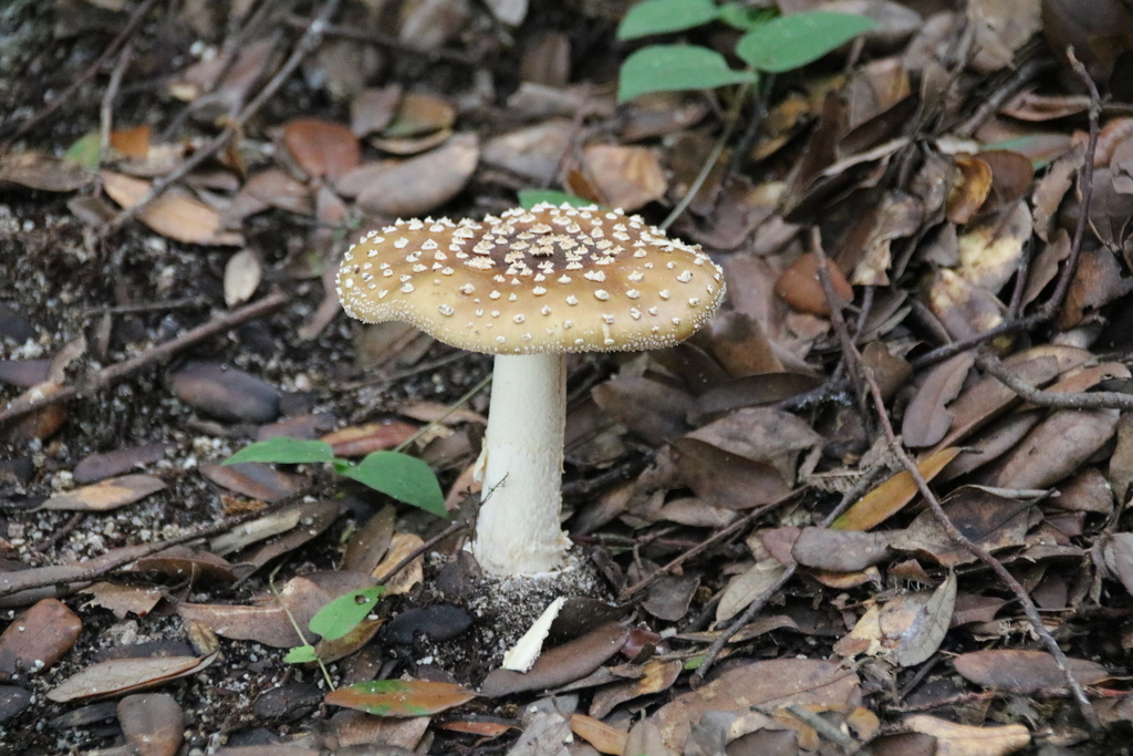Ringed-Bulb Amanita