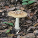 Ringed-Bulb Amanita - Photo (c) Aliénor Royer, some rights reserved (CC BY-NC), uploaded by Aliénor Royer