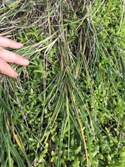 Poa chathamica