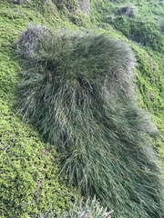 Poa chathamica