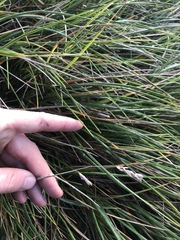 Poa chathamica