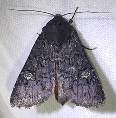 Apamea impulsa