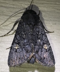 Apamea impulsa