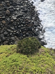 Asplenium chathamense