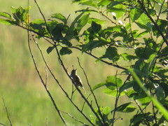 Saxicola maurus