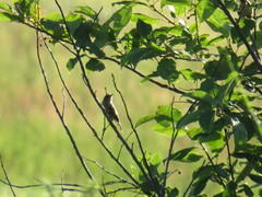 Saxicola maurus